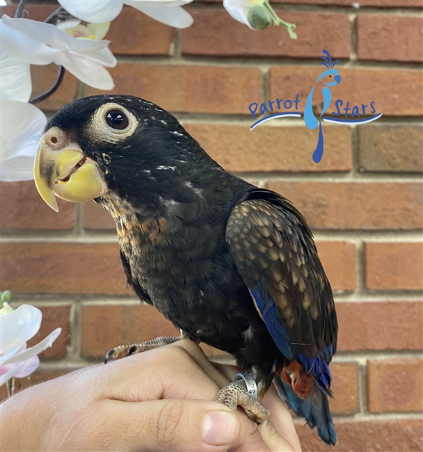 Lutino Dusky Pionus