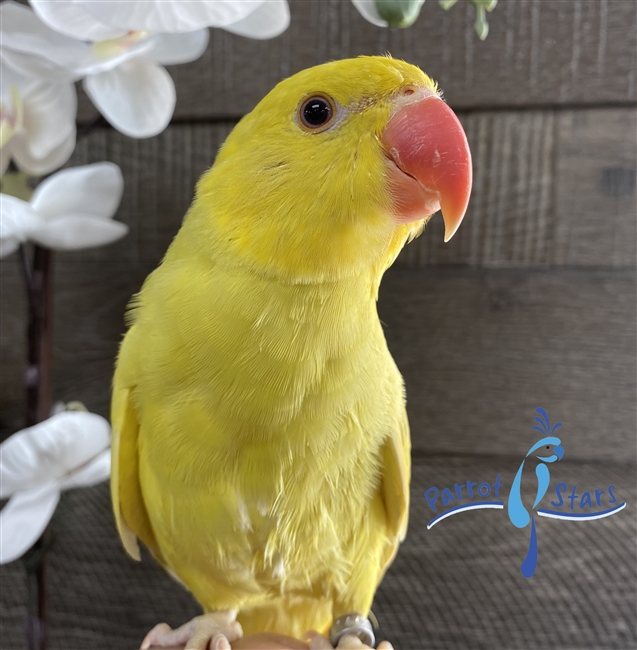 Indian Ringneck Parakeet - Cinnamon - Male