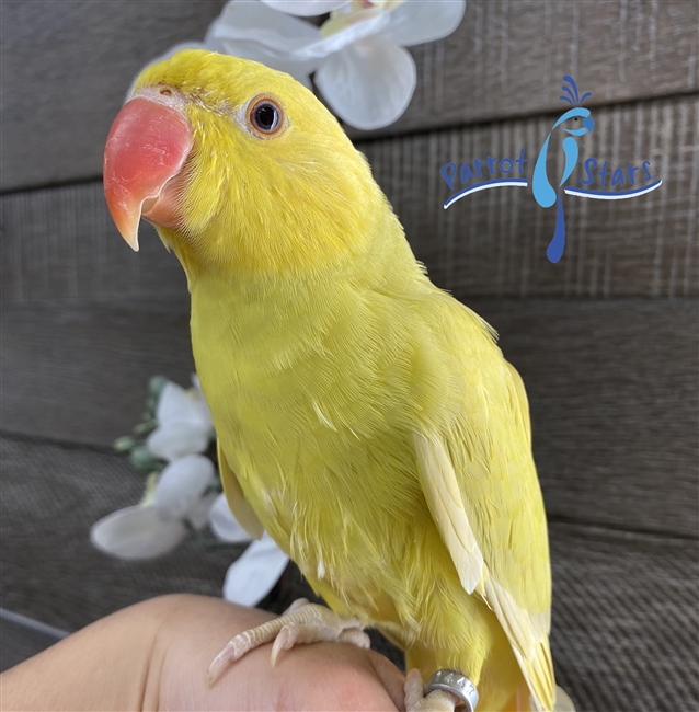 Indian Ringneck Parakeet - Cinnamon - Male