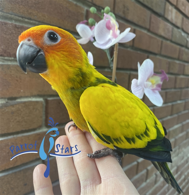 High Yellow Sun Conure - Male