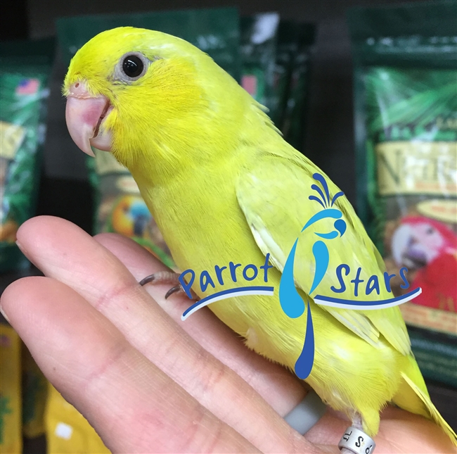 Parrotlet - Yellow - Female