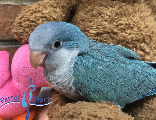 Quaker Parrot, Monk Parakeet For Sale