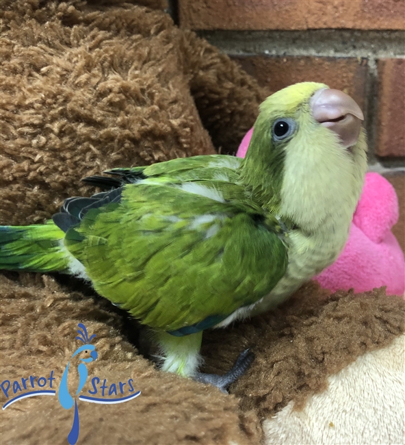 Quaker Parrot, Monk Parakeet For Sale