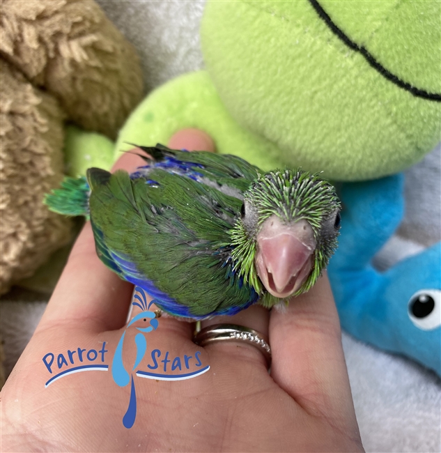 Baby Parrotlet For Sale