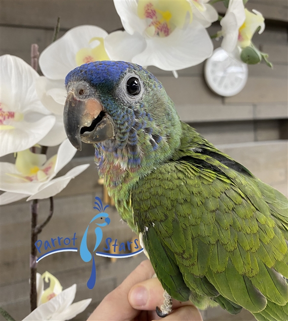 Blue Headed Pionus - Female