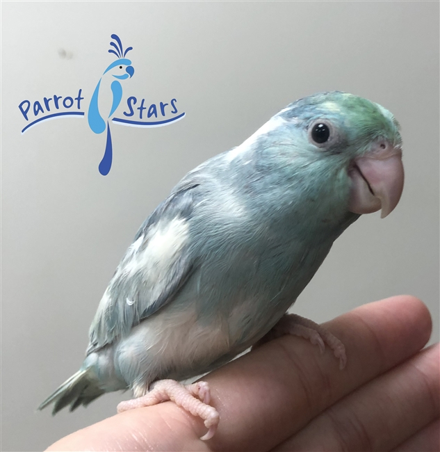 Baby Parrotlet For Sale