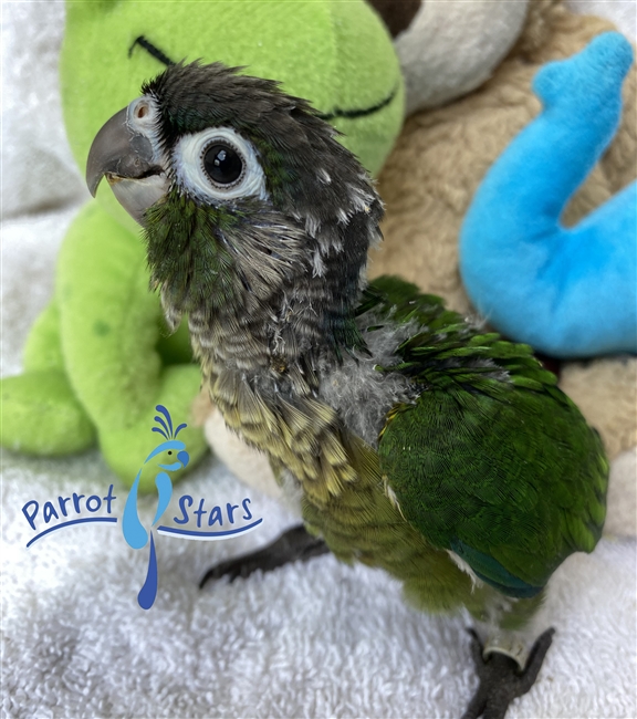 Baby Green Cheek Conure For Sale