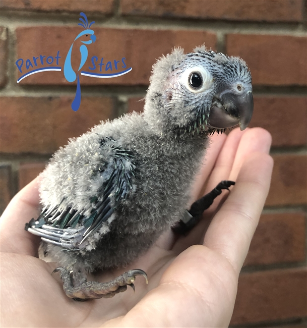 Baby Green Cheek Conure For Sale