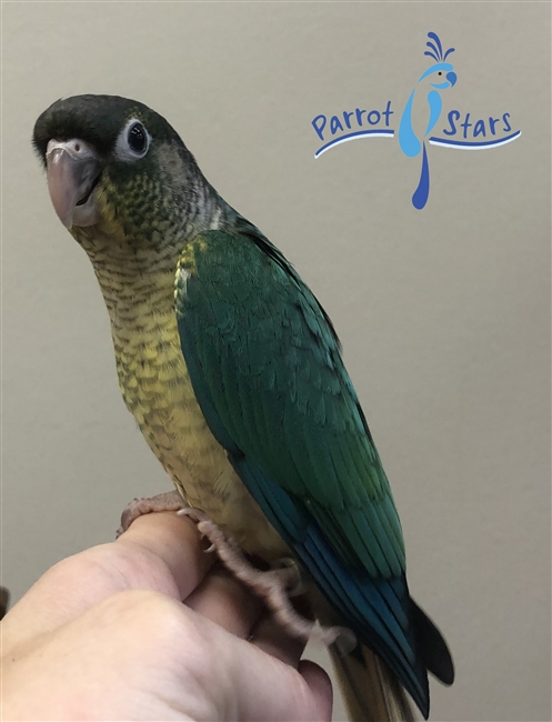 Baby Green Cheek Conure For Sale