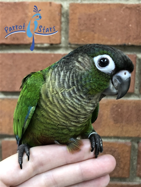 Baby Green Cheek Conure For Sale