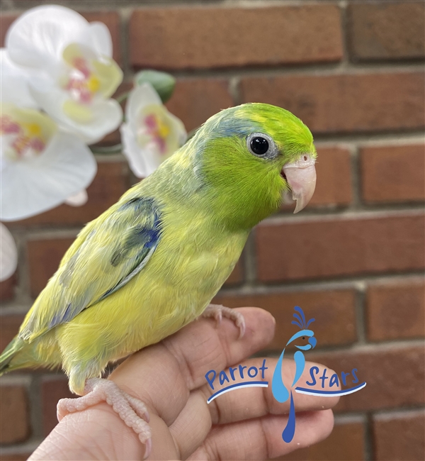 Baby Parrotlet For Sale