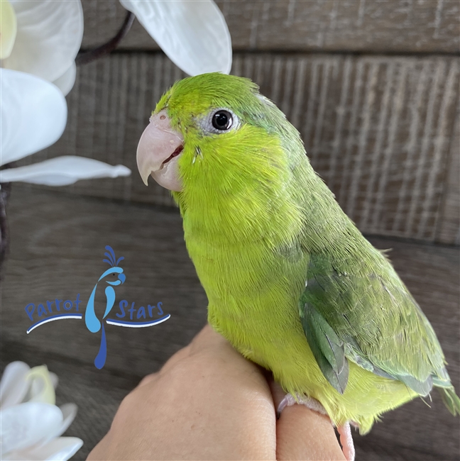 Baby Parrotlet For Sale