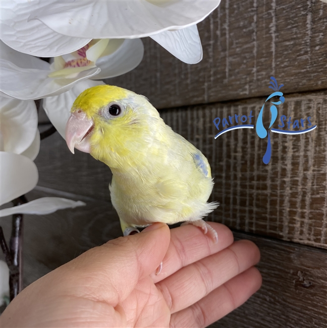 Baby Parrotlet For Sale