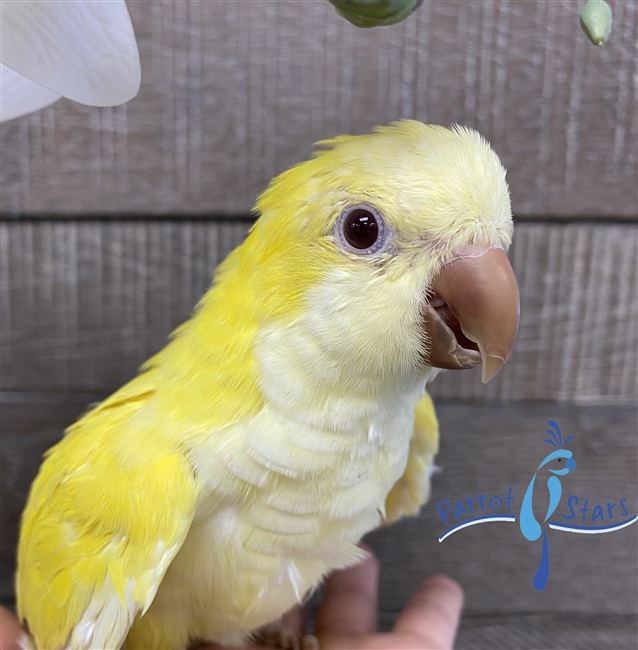 Male Lutino Budgie | museosdelima.com