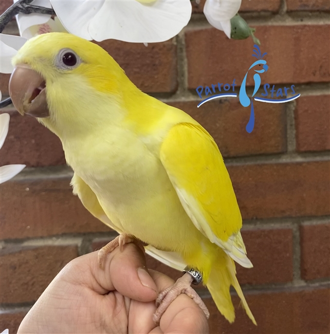 Yellow monk sale parakeet