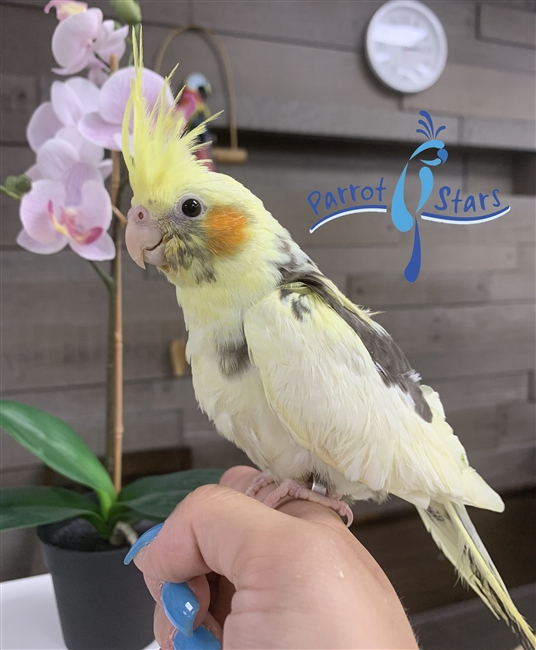 Cockatiel Grey Pied Female 