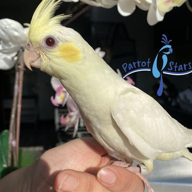 Baby Cockatiel For Sale