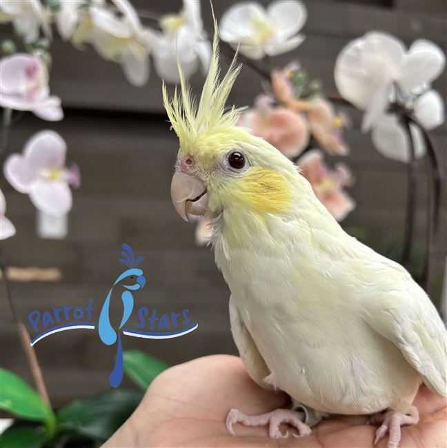 Baby Cockatiel For Sale