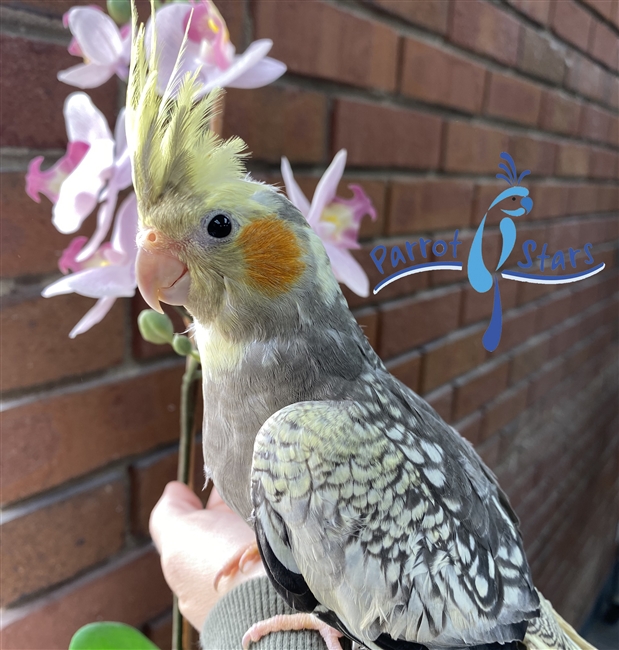 Cockatiel Grey Pearl Male