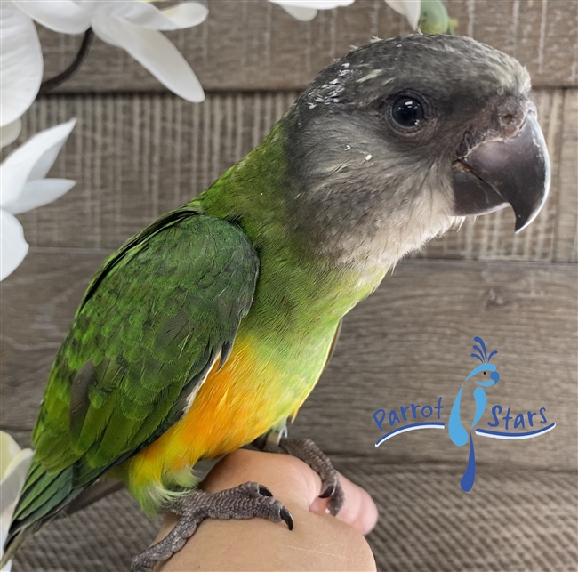 Senegal Parrot For Sale at Parrot Stars