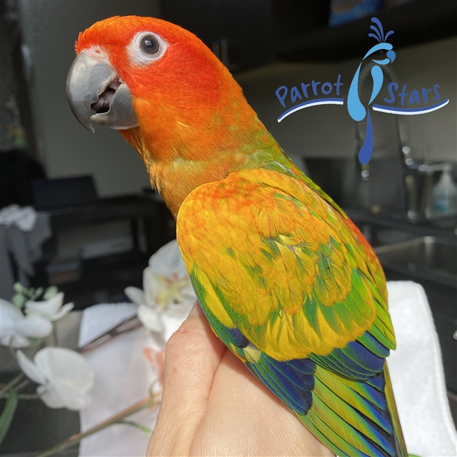 www.parrotstars.com