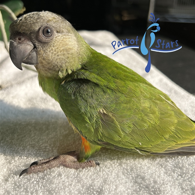 Senegal Parrot For Sale at Parrot Stars