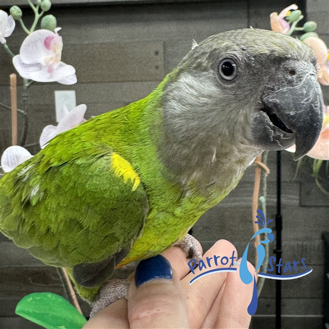 Senegal Parrot For Sale at Parrot Stars