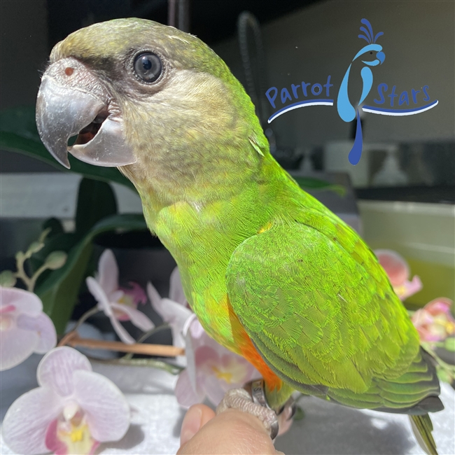 Senegal Parrot For Sale at Parrot Stars