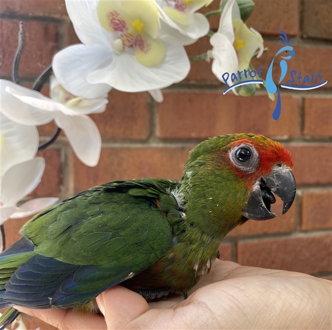 Gold Capped Conure - Male