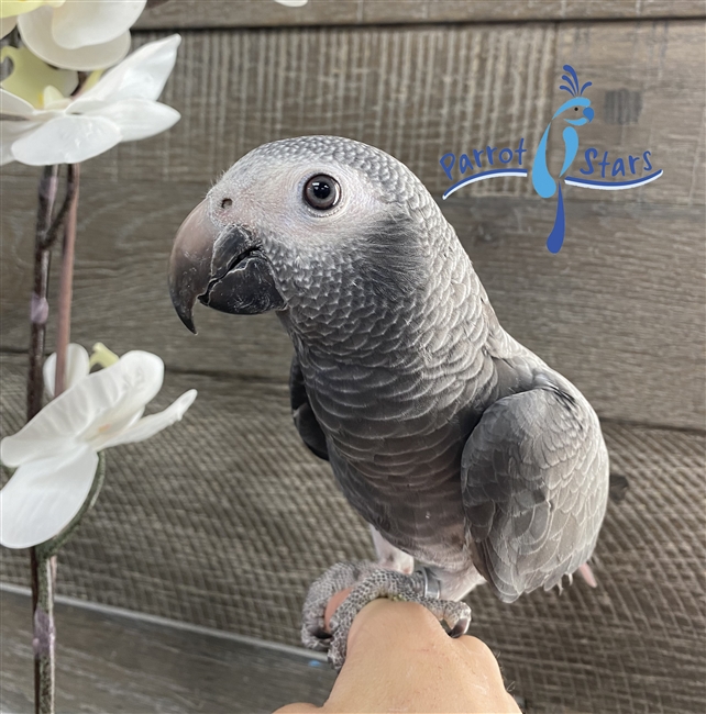 Timneh African Grey - Female