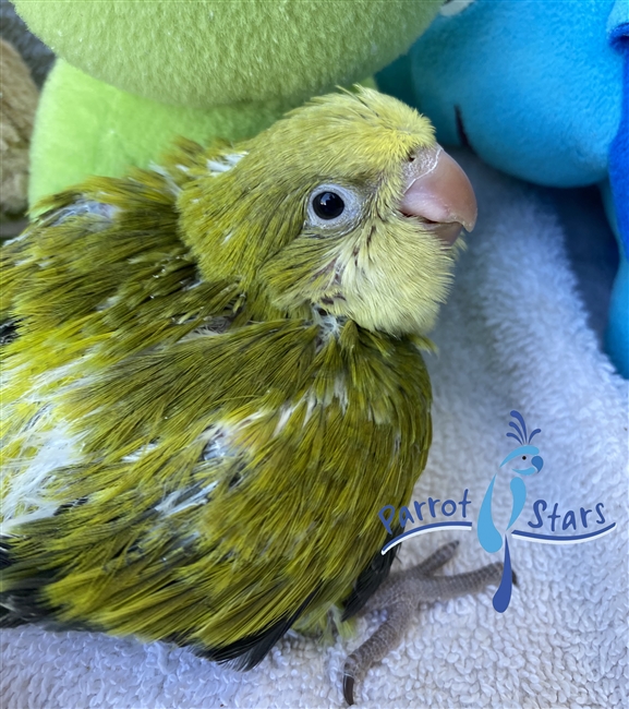 Quaker Parrot, Monk Parakeet For Sale