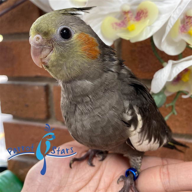 Baby Cockatiels