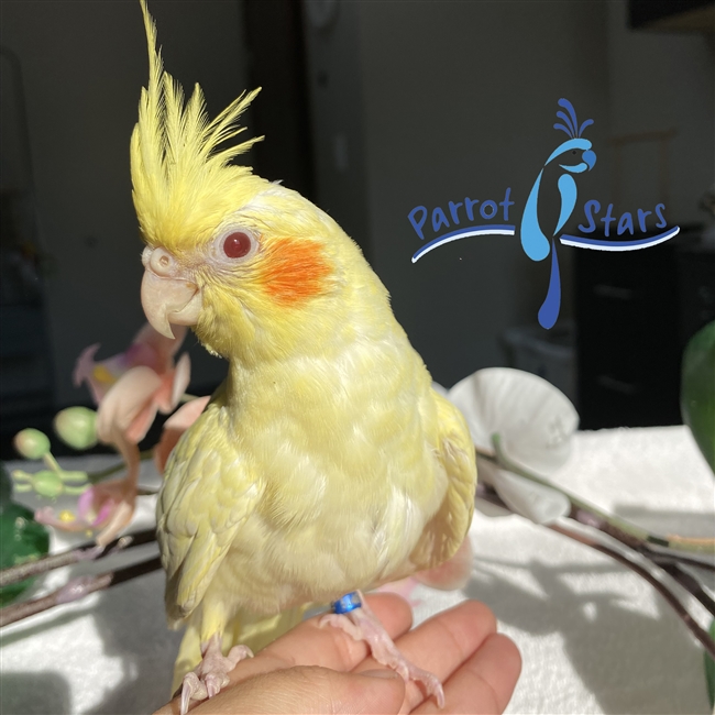 baby lutino cockatiel