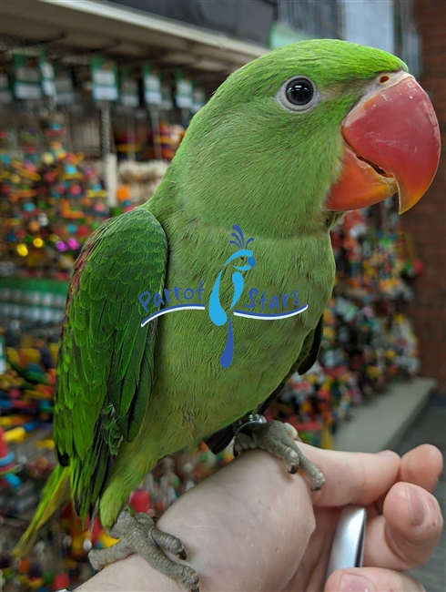 alexandrine parrot mutations