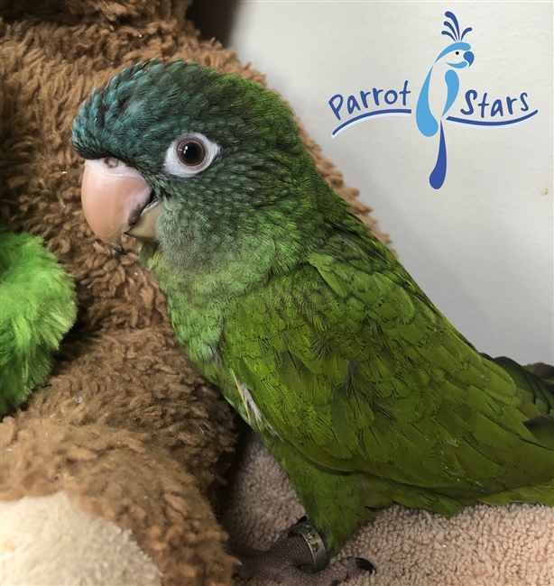 Blue Crown Conure Female