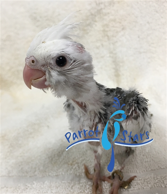 Cockatiel White Face Pied 