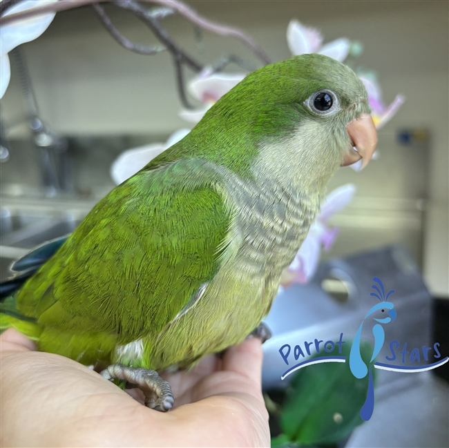 Quaker Parrot, Monk Parakeet For Sale