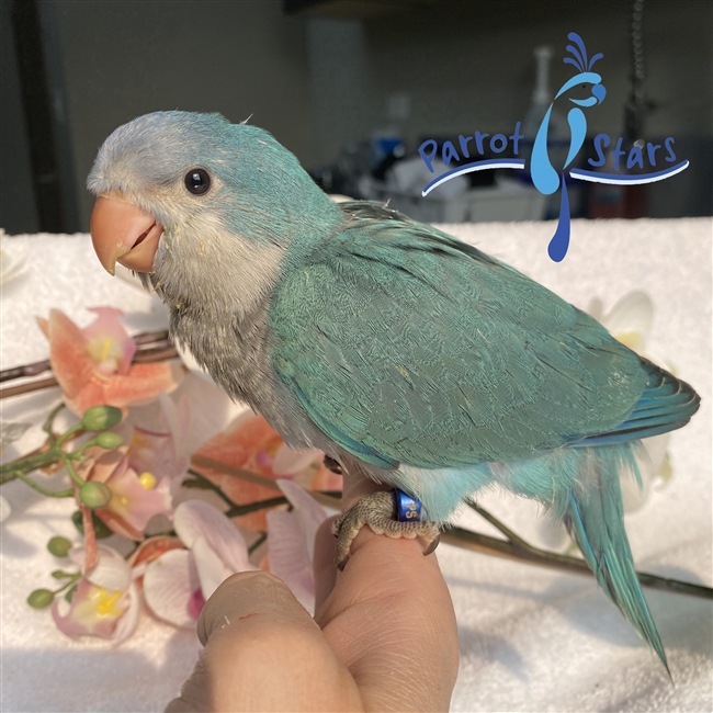 Quaker Parrot, Monk Parakeet For Sale