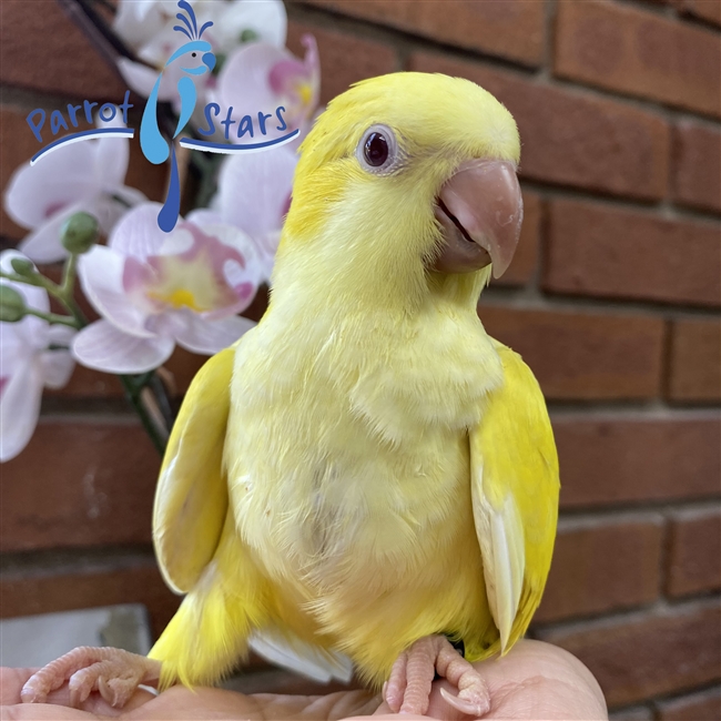 Quaker Parrot, Monk Parakeet For Sale