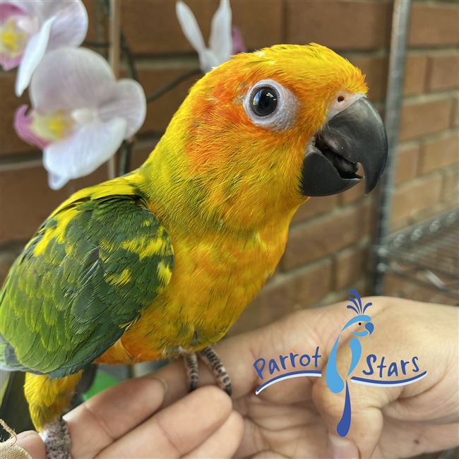 Baby Sun Conure For Sale