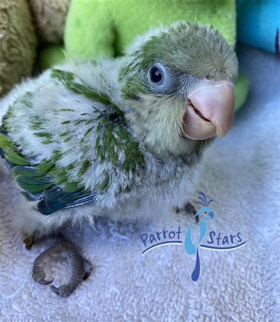 Quaker Parrot, Monk Parakeet For Sale