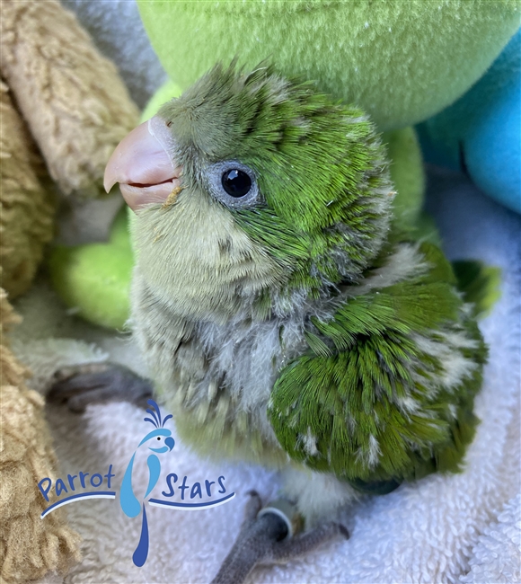 Quaker Parrot, Monk Parakeet For Sale