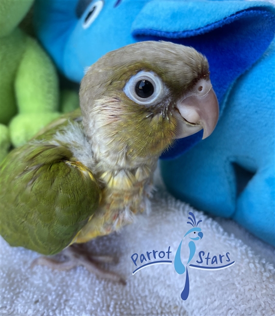 Baby Green Cheek Conure For Sale