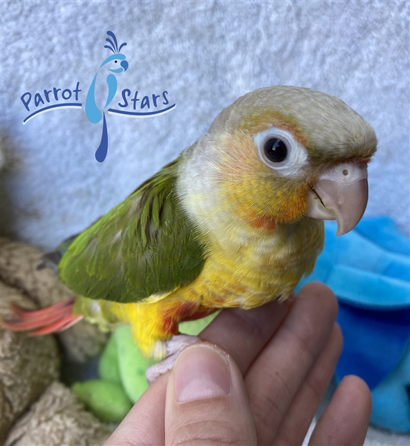 Baby Green Cheek Conure For Sale