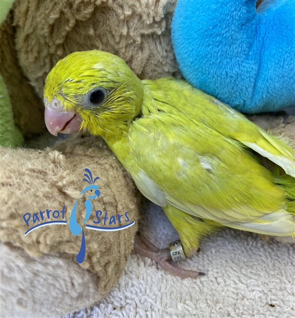 Baby Parrotlet For Sale