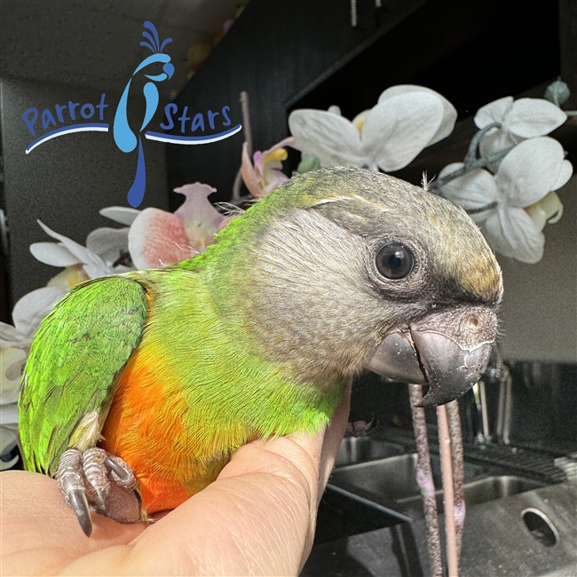 Senegal Parrot For Sale at Parrot Stars