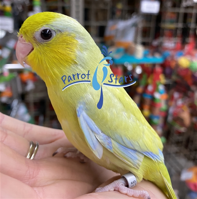 Parrotlet - Yellow - Male