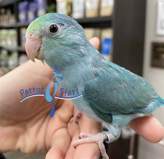 Parrotlet - Turquoise - Female