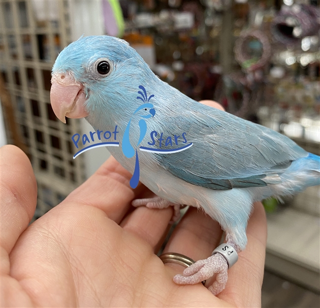 Parrotlet Blue Pied Female