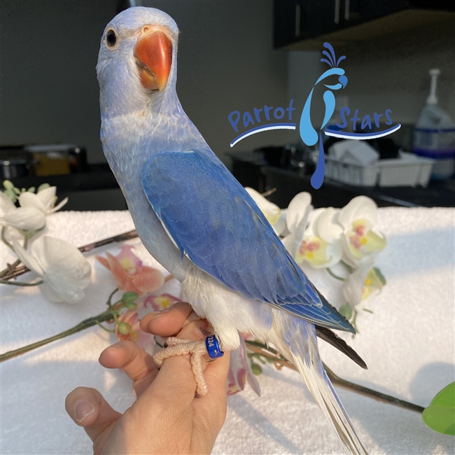 Indian Ringneck Parakeet For Sale